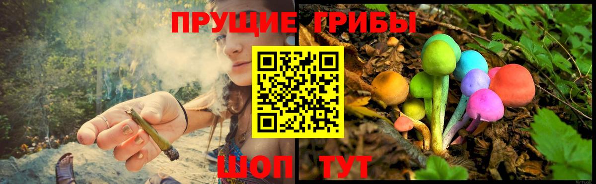 Касимов  Галлюциногенные грибы Psilocybine cubensis  Вход с VPN 